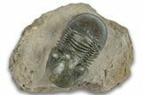 Paralejurus Trilobite Fossil - Atchana, Morocco #323566-3